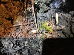 Fejervarya limnocharis