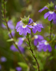 Scaevola aemula