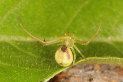 Misumenops rubrodecoratus