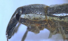Lixus ochraceus
