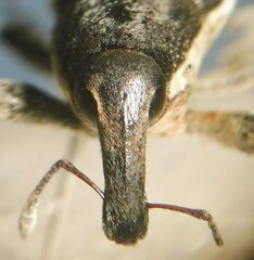 Lixus ochraceus