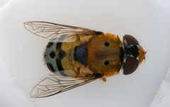 Austalis pulchella