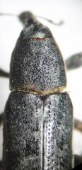 Lixus ochraceus