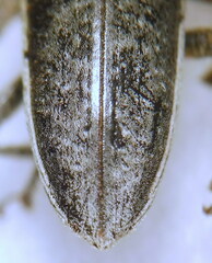 Lixus ochraceus