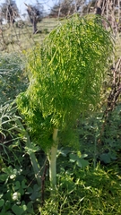 Ferula