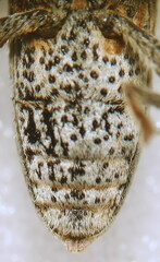 Lixus ochraceus