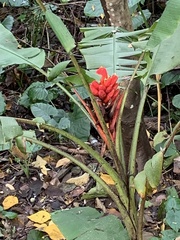 Musa coccinea