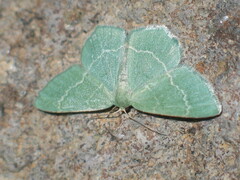 Chlorissa cloraria