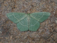 Chlorissa cloraria
