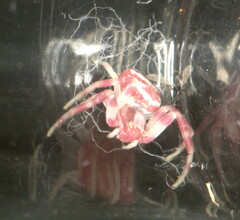 Thomisus citrinellus