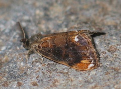 Orgyia recens