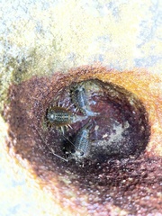 Ligia exotica