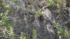 Acromyrmex crassispinus