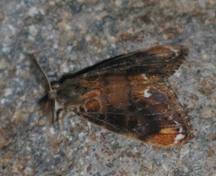 Orgyia recens