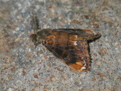 Orgyia recens