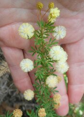Acacia mitchellii