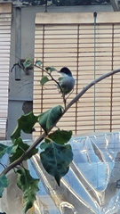 Curruca melanocephala