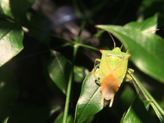 Acanthosoma labiduroides