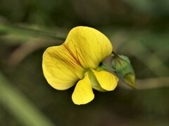 Lathyrus annuus