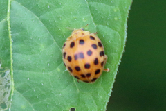 Henosepilachna vigintioctopunctata