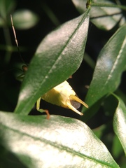 Acanthosoma labiduroides