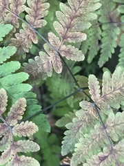 Gymnocarpium dryopteris