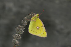 Colias caucasica balcanica