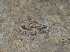 Eupithecia linariata