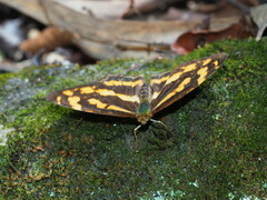 Symbrenthia lilaea formosanus