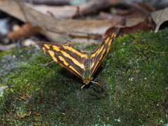 Symbrenthia lilaea formosanus