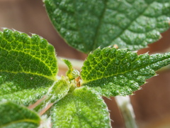 Symbrenthia lilaea formosanus