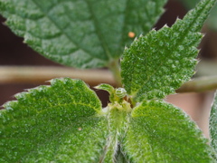 Symbrenthia lilaea formosanus