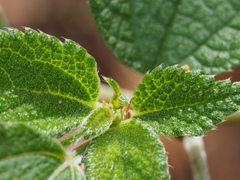 Symbrenthia lilaea formosanus