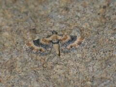 Eupithecia linariata
