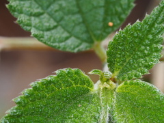 Symbrenthia lilaea formosanus