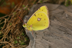 Colias caucasica balcanica