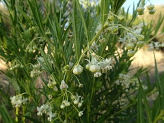 Gomphocarpus physocarpus