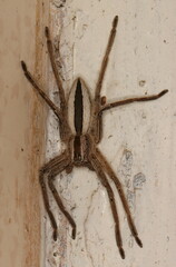 Pseudomicrommata longipes