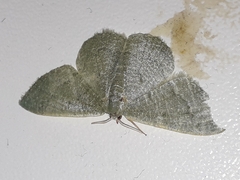Phaiogramma faustinata
