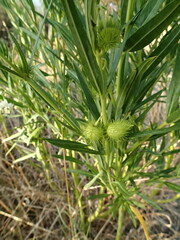 Gomphocarpus physocarpus
