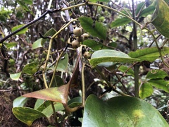 Smilax melastomifolia