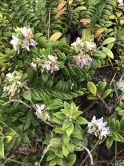 Veronica elliptica