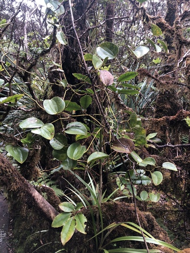 Smilax melastomifolia observed 2021-05-18