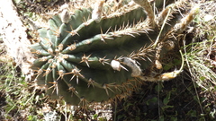 Echinopsis rhodotricha
