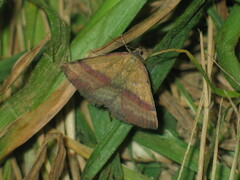 Phytometra viridaria