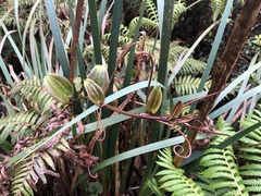Smilax melastomifolia