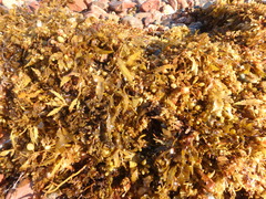 Sargassum fluitans