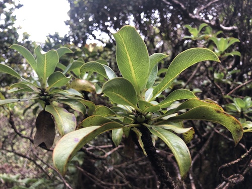 Coprosma ochracea observed 2021-05-18