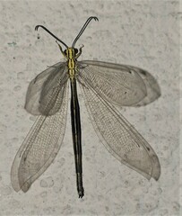Banyutus lethalis