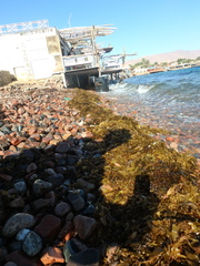 Sargassum fluitans